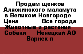 Продам щенков Аляскинского маламута в Великом Новгороде › Цена ­ 5 000 - Все города Животные и растения » Собаки   . Ненецкий АО,Варнек п.